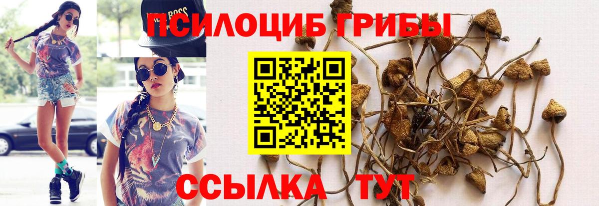 Галлюциногенные грибы Cubensis  купить   Псилоцибиновые грибы MAGIC MUSHROOMS  Шелехов  Вход с VPN 